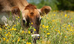 Belle the Singing Cow