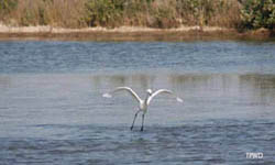 Birding at Mustang Island