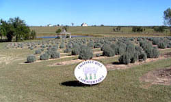 Chappell Hill Lavender Farm