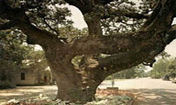 Columbus Oak