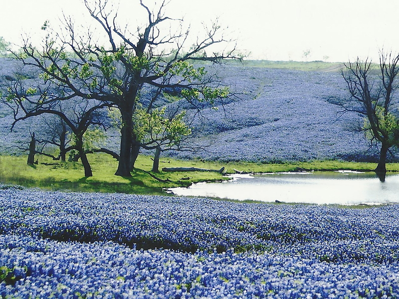 Bluebonnet Trails Wildflower Viewing