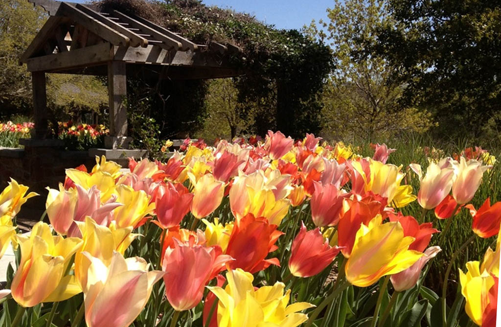 East Texas Arboretum