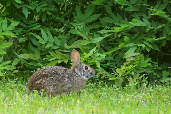 Eaton Hill Wildlife Sanctuary