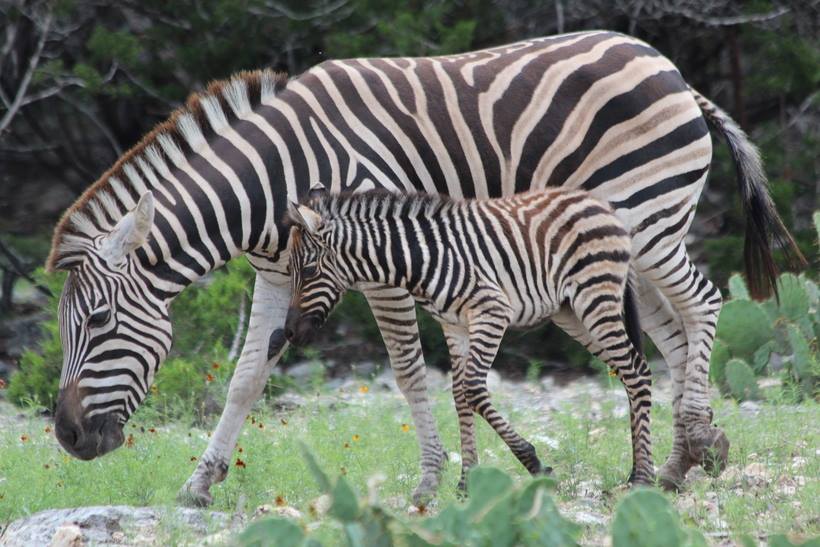 Natural Bridge Wildlife Ranch