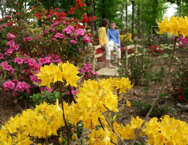 Ruby M. Mize Azalea Garden